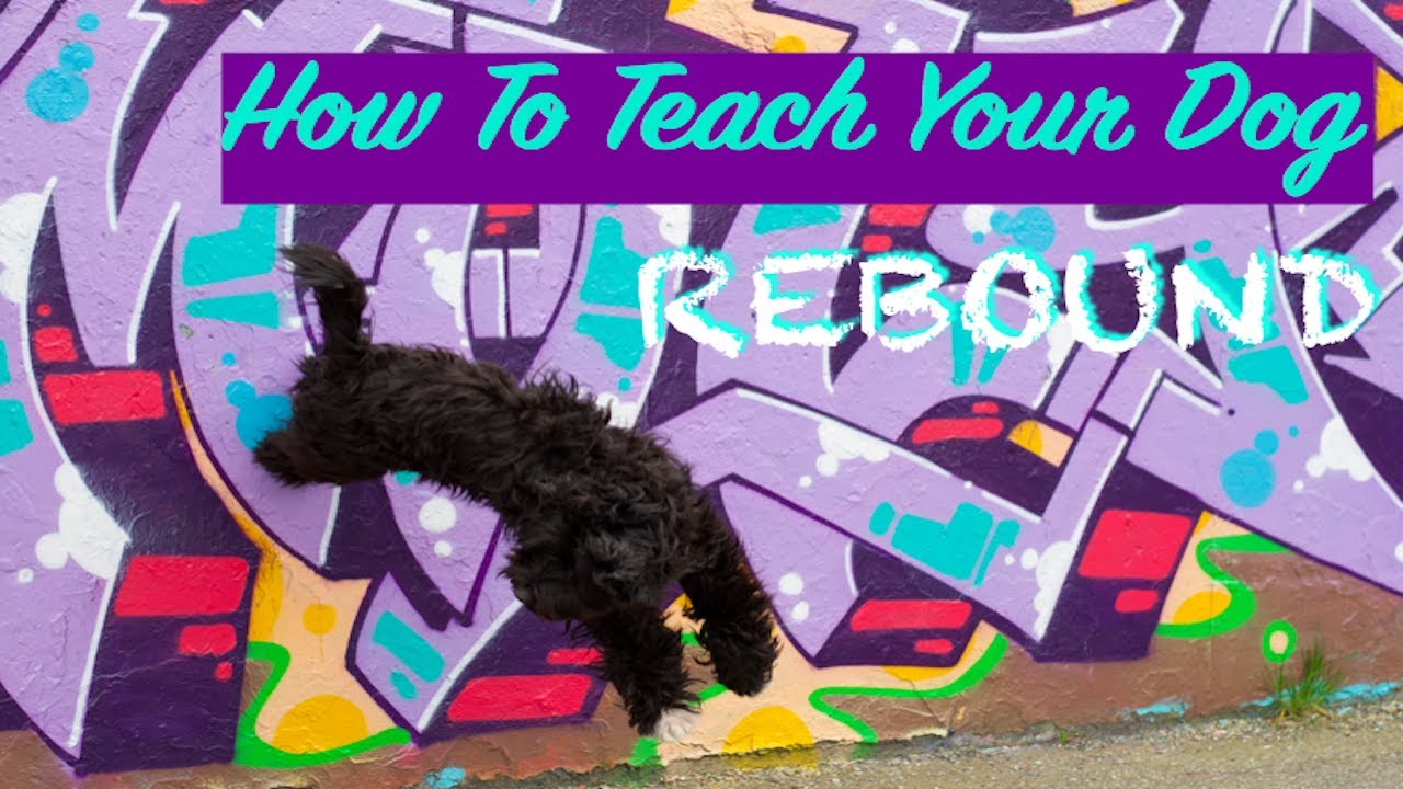 How To Teach REBOUND - Fun Party Trick - DOG TRICKS - Dog training and bonding