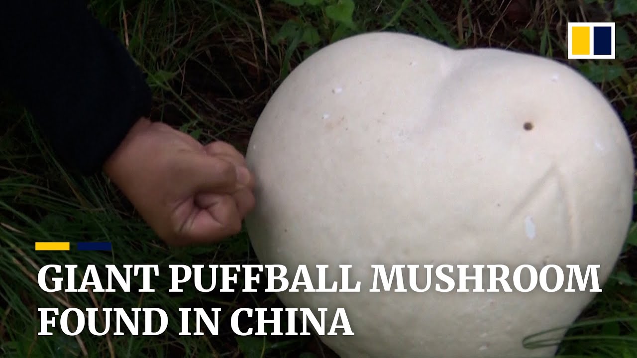 Giant mushroom discovered in Malan Mountains in northwest China