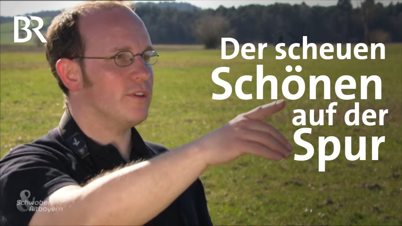 Schnepfenvogel Bekassine: Der scheuen Schönen auf der Spur | Schwaben & Altbayern | BR