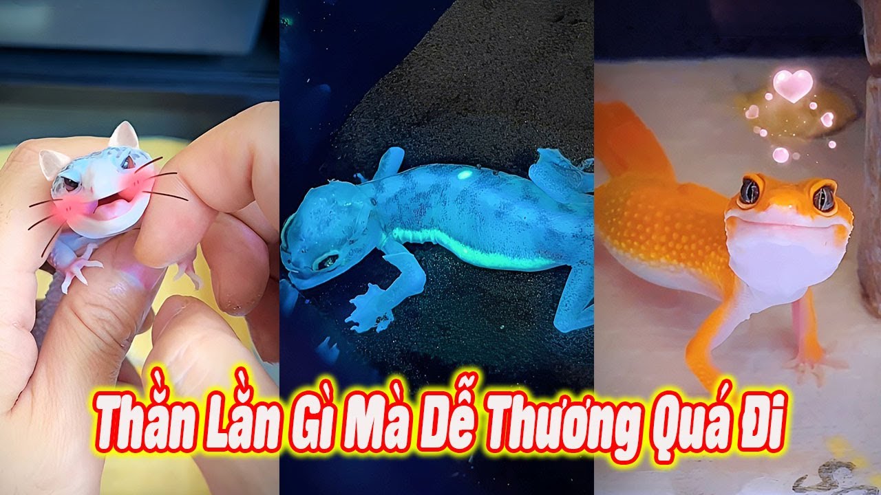 🦎 Thằn Lằn Gì Mà Dễ Thương Quá Đi 😍 #thúcưng #vậtnuôi #chómèohàihước #funny #pets #cat #cute