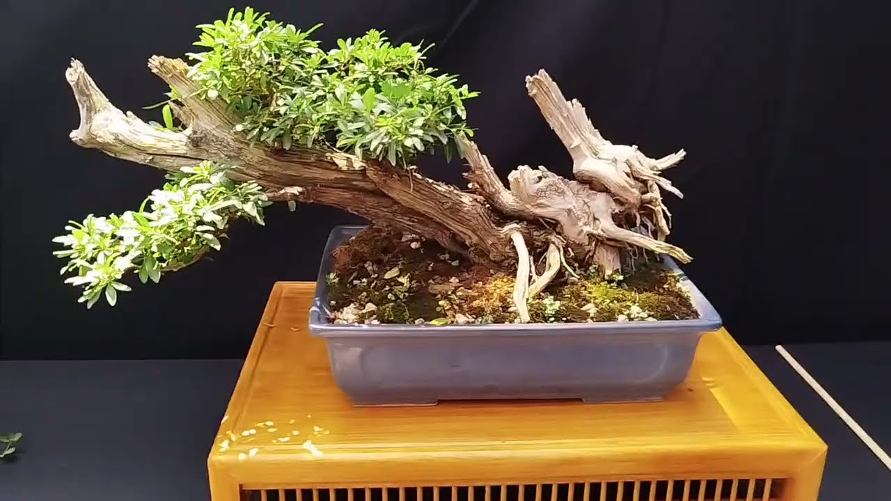 Muestra de Cambium Bonsai 2025. Rosario 