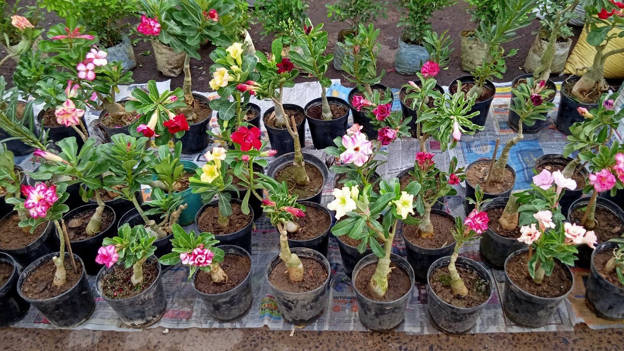 Adenium Plants Double & Single Adenium Plants | Flower Plants Market Visit