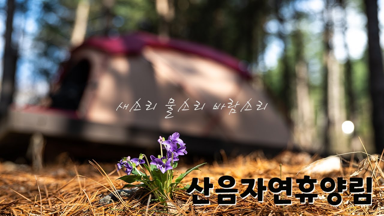 인기 1순위 #산음자연휴양림 넋놓고 휴양림 즐기기