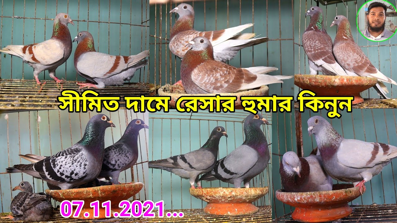সীমিত দামে রেসার কবুতর কিনুন  রেডচেকার মিলি সবজি মাক্সি লাক্ষা Simito Dame Kobutor Kinon