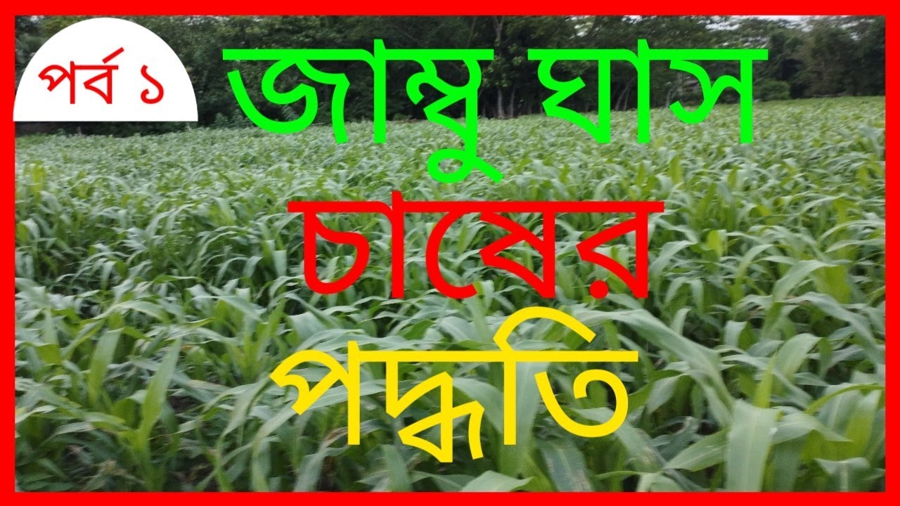 জাম্বু ঘাস চাষের পদ্ধতি পর্ব ১