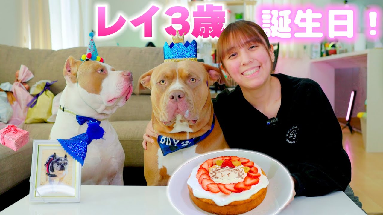 レイ3才の誕生日パーティー！ケーキとご飯に大喜び！りくとロッキーからのプレゼントも！【アメリカンピットブル】