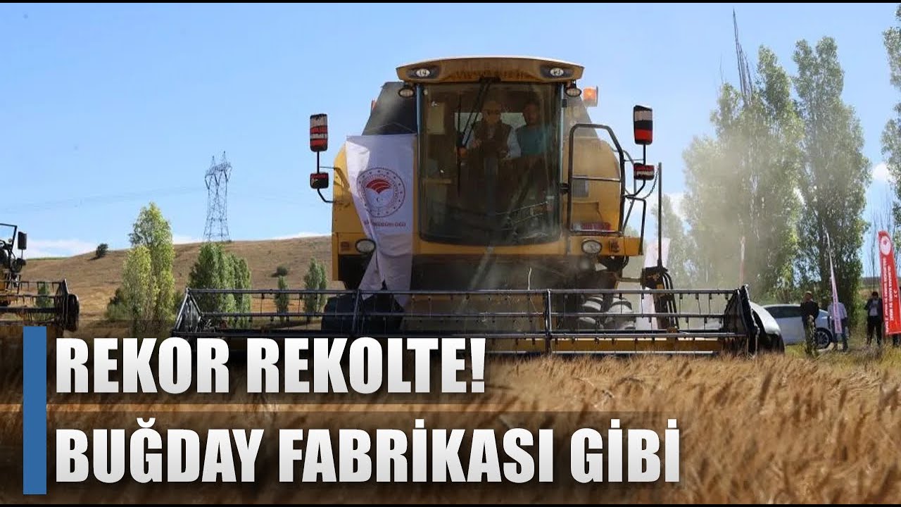 Sivas Buğday Hasadında Rekor Üretim! Buğday Fabrikası Gibi / AGRO TV HABER