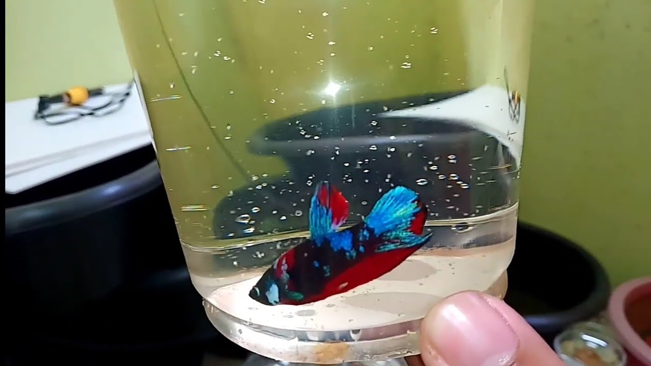 BETTA  I  ปลากัดฟรอมในแก้วจัมโบ้ โค่ยกาแล็คซี่