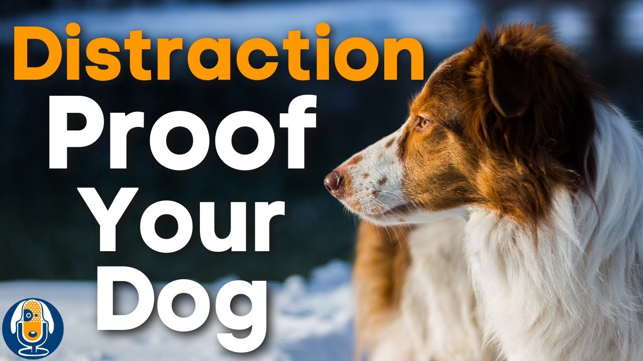 Your Dog Listening At A Distance Part 2: Critical Timing Of Distractions #148 #podcast