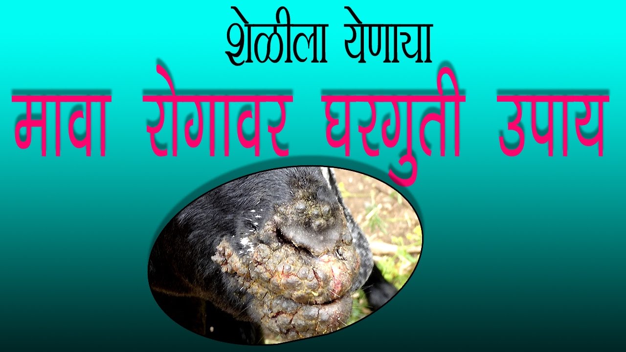 शेळीला होणारया मावा रोगाबद्दल घरगुती उपाय..! / शेेळीपालन