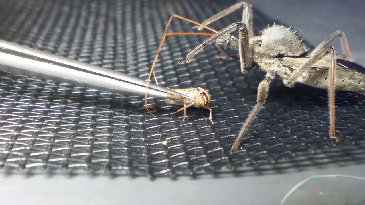 Assassin Bugs: Wheel Bug (Arilus Cristatus) feeding.