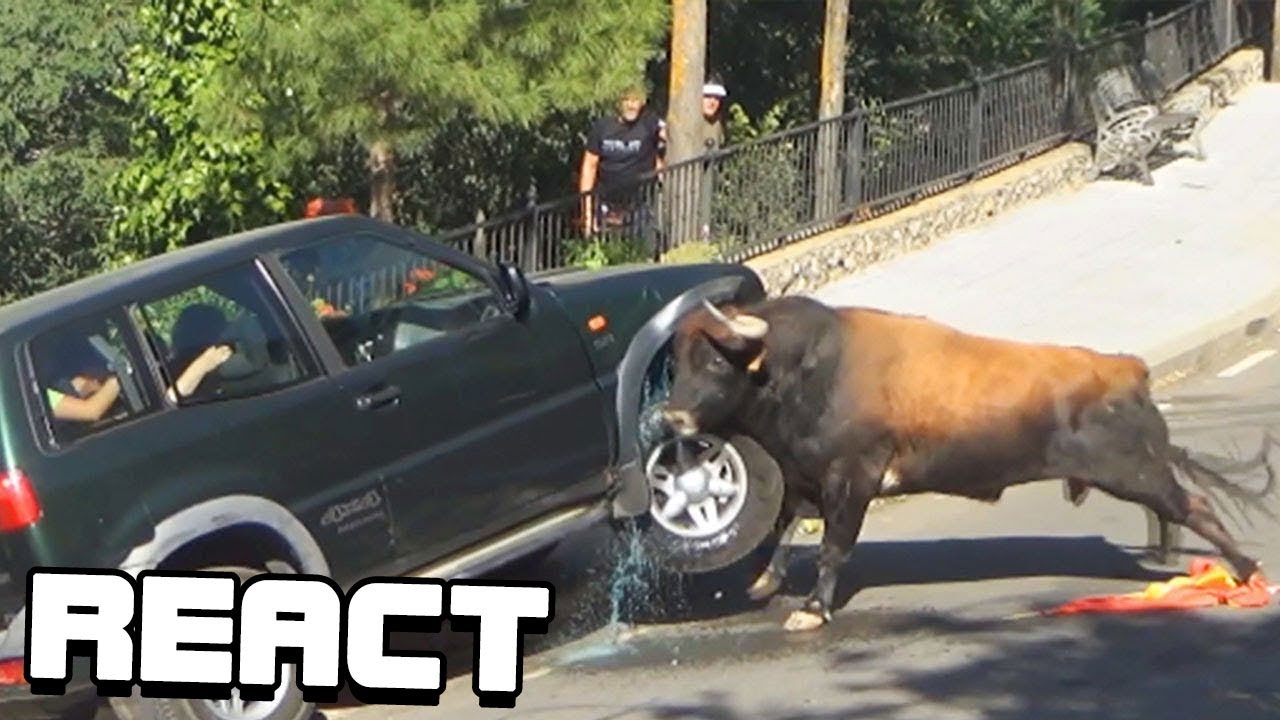 React: Funny Scary Animal Encounters