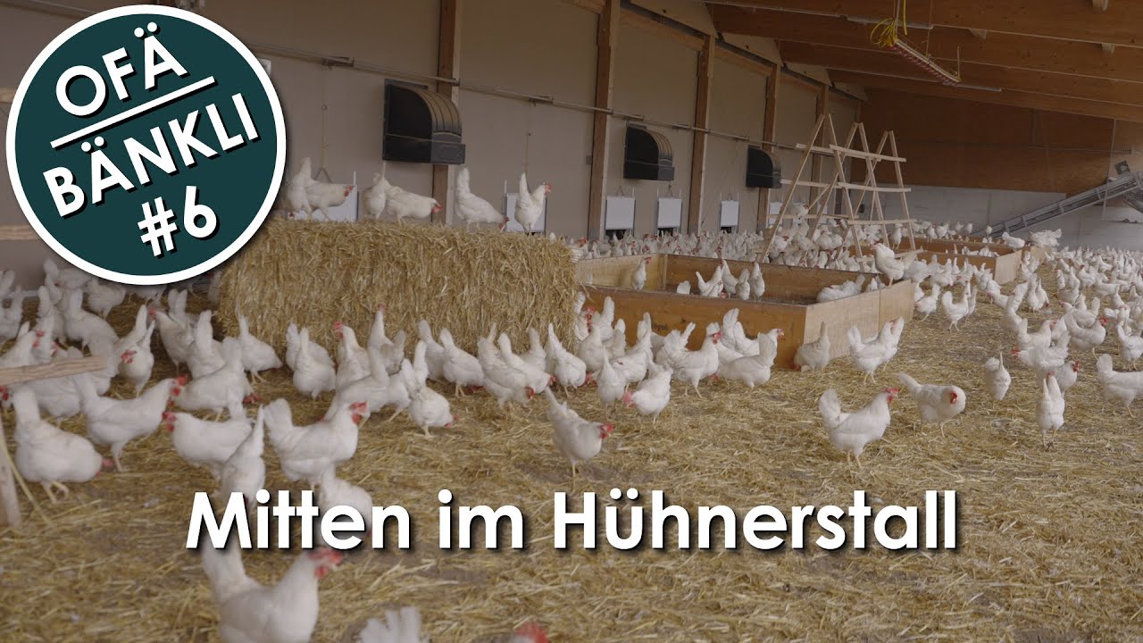 SO ENTSTEHT DAS SCHWEIZER FREILANDEI #OFÄBÄNKLI 6