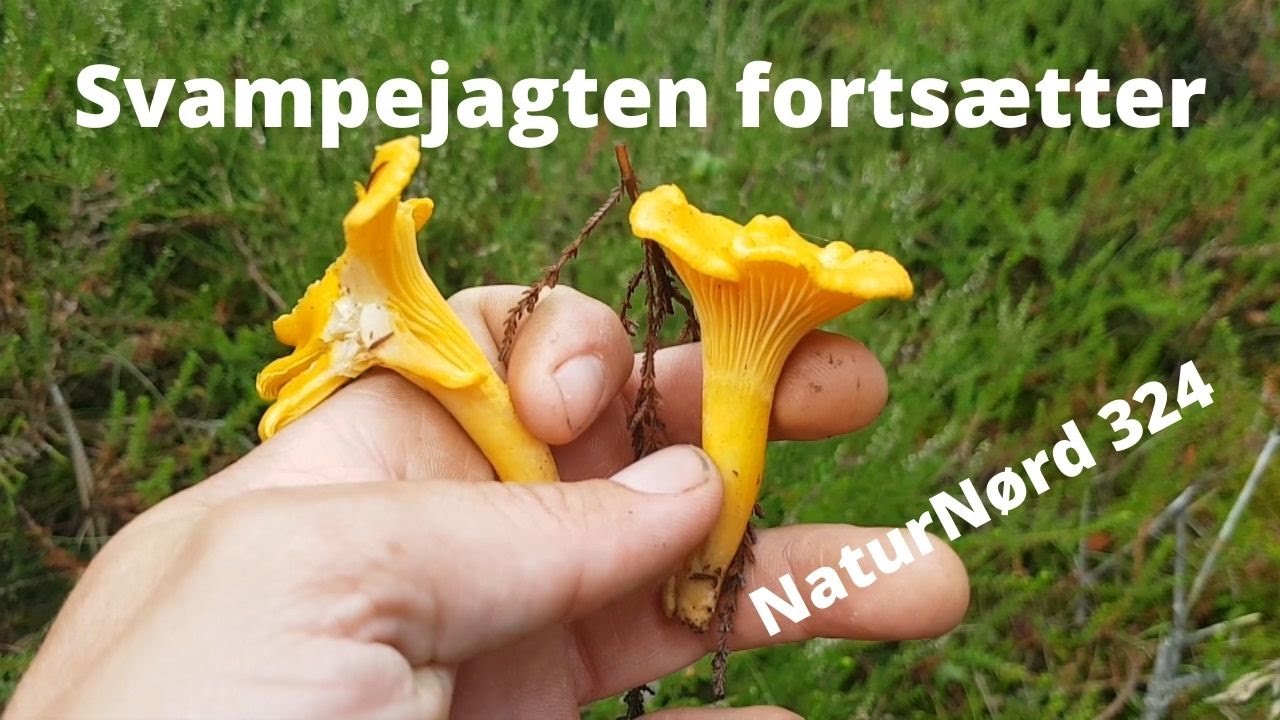 NaturNørd 324. Svampejagten forsætter med uventet gevinst. :-)