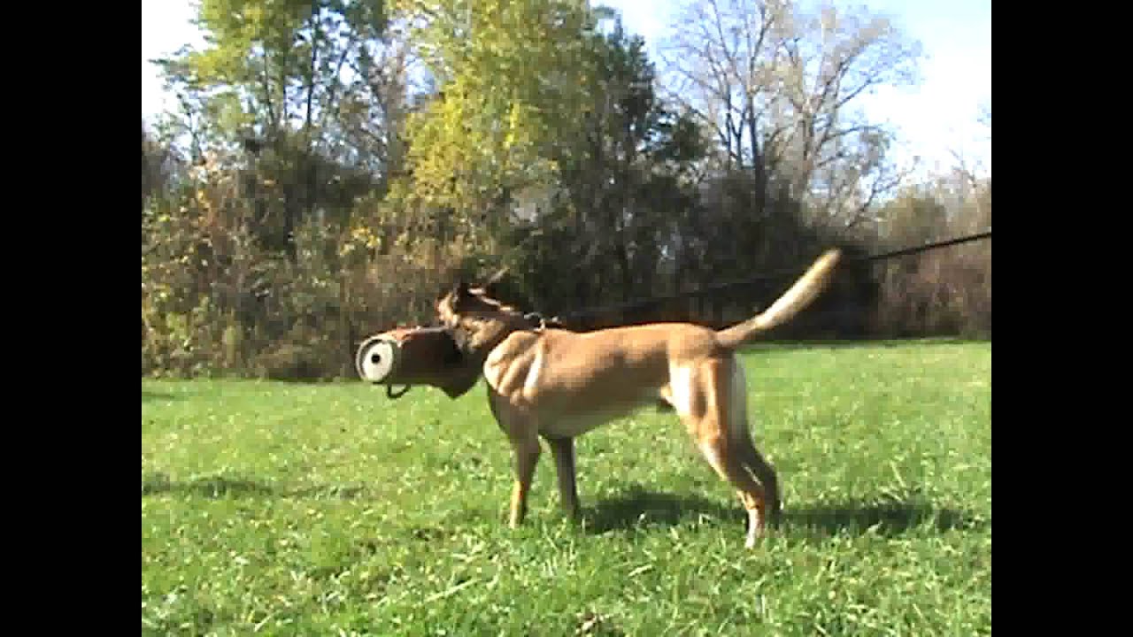 Graubaer's Blaze Retired Police k9 Dog bite training your dog