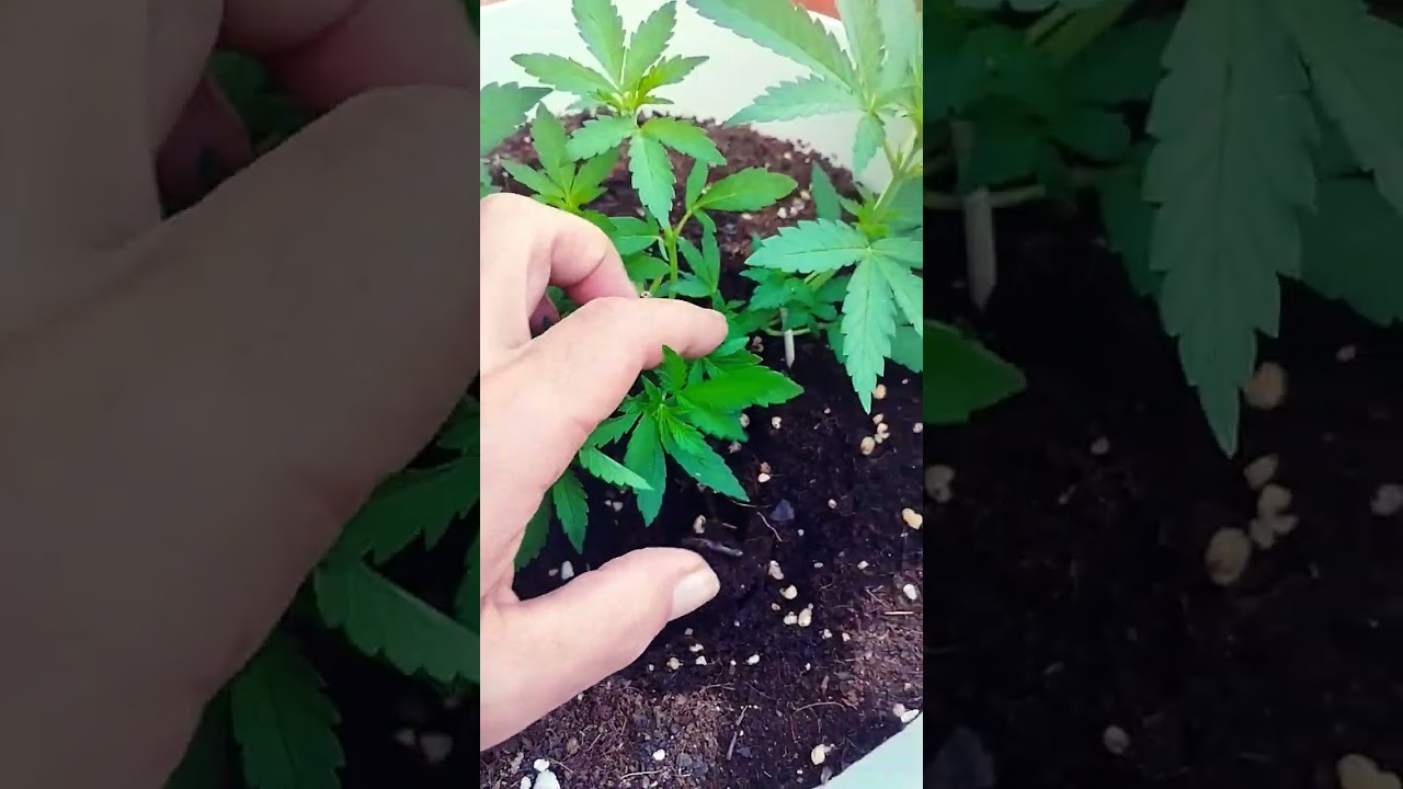 t&eacute;cnicas de cultivo Gorilla glue 4#