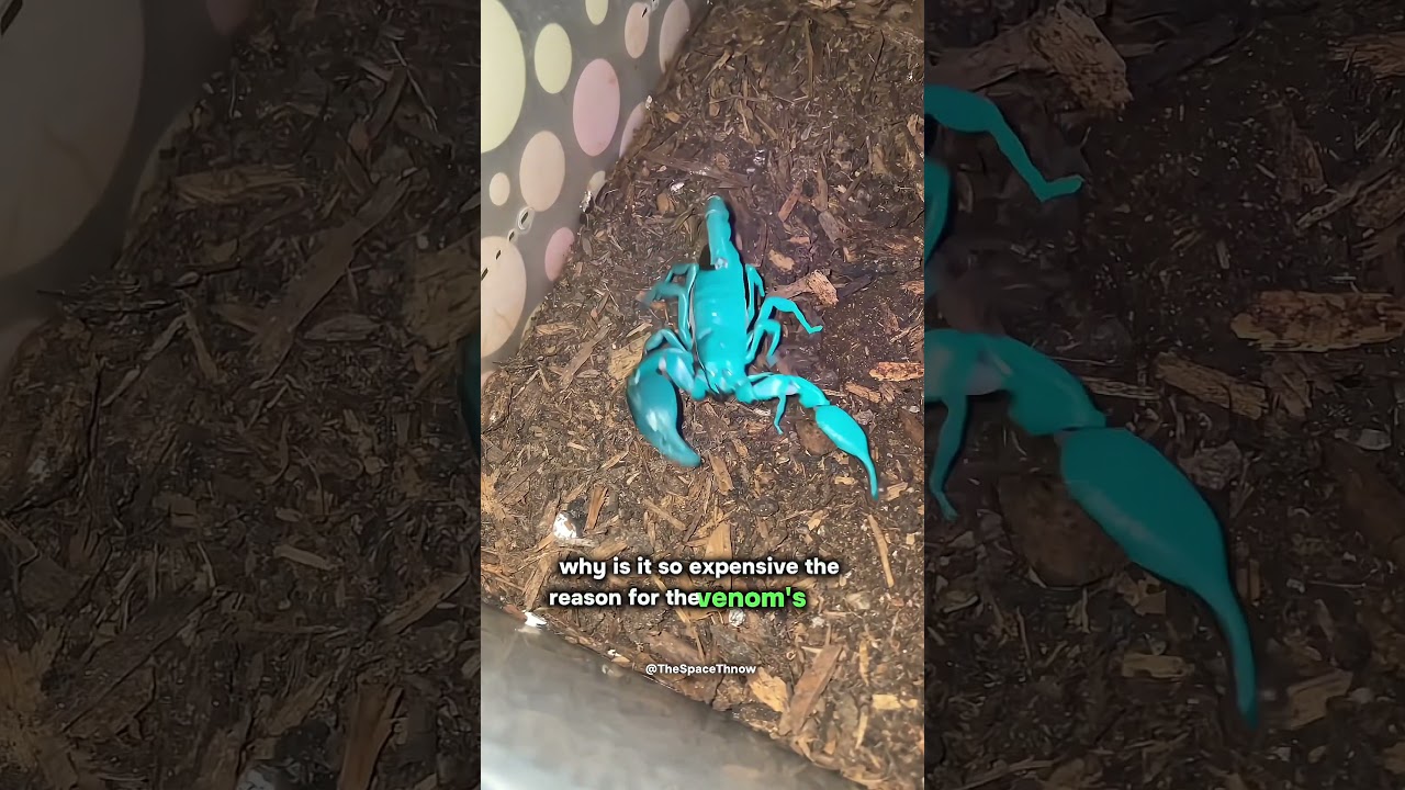 This is a Scorpion farm 🤯