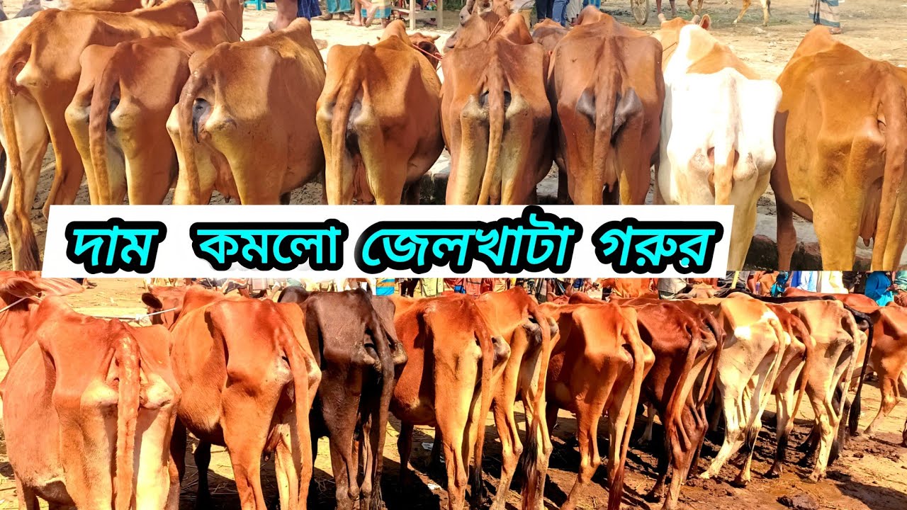 ০২/১২/২৫/ রানিগঞ্জ গরুর হাট থেকে সবচেয়ে কম দামে হাড্ডিসার গরু কিনুন haddisar gorur dam 2025 #cow