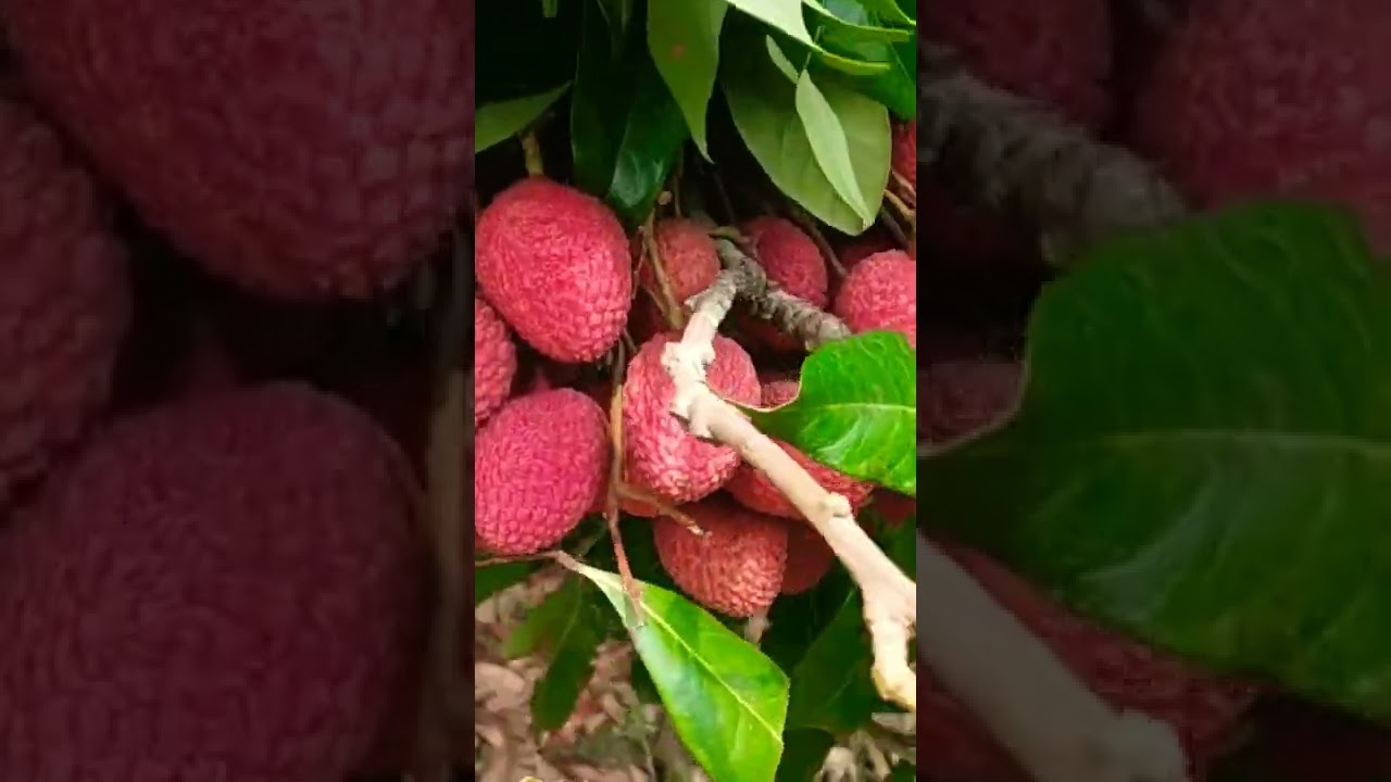Lichi Video ❤❤#status #story #trending