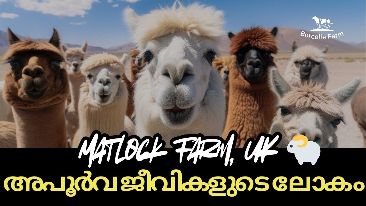 Matlock Farm, UK 🐑 | അപൂർവ ജീവികളുടെ ലോകം