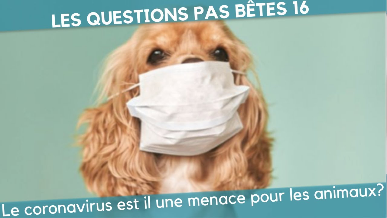 LE CORONAVIRUS EST IL UNE MENACE POUR LES ANIMAUX ? LQPB 16