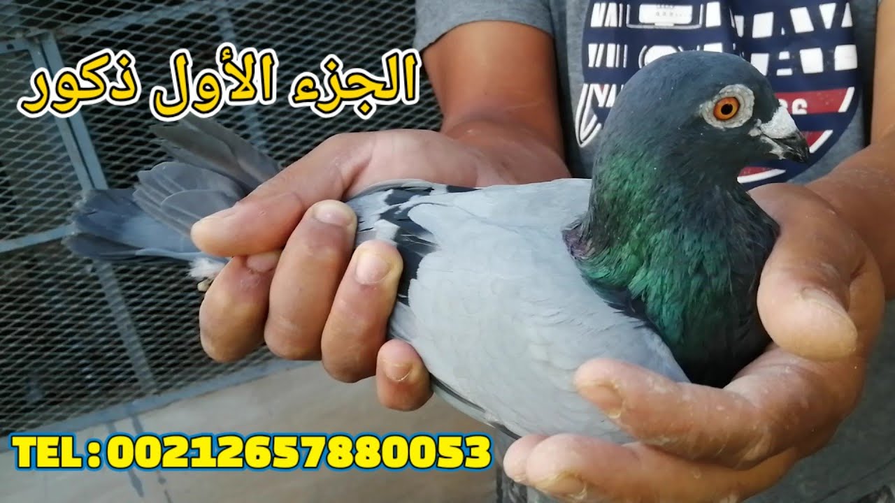 حمام ممتاز تخصص السرعة والنصف الطويل للبيع عند البطل عنيبة محمد رقم الهاتف في الفيديو (الجزء الأول)