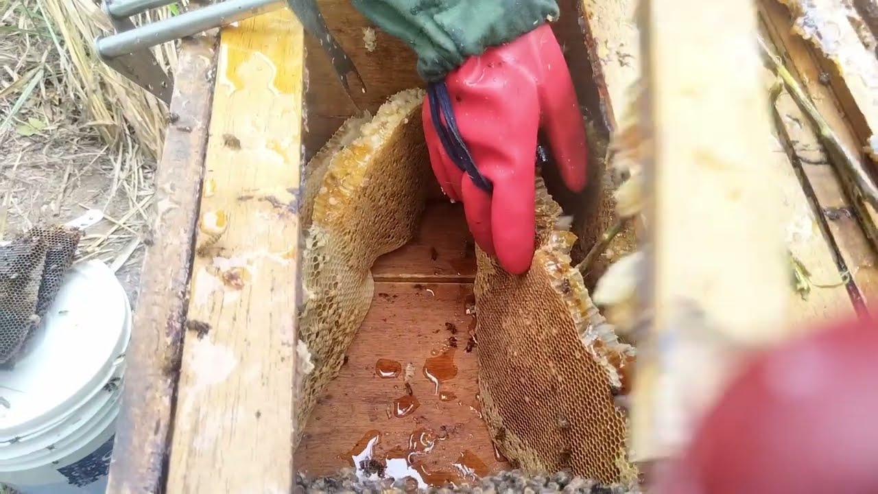 Golden Harvest, Honey and Brood Care