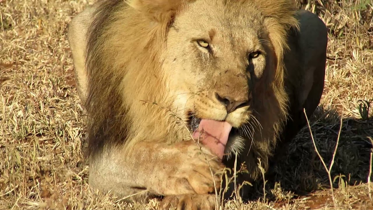 Lion Cleaning Paws and Face