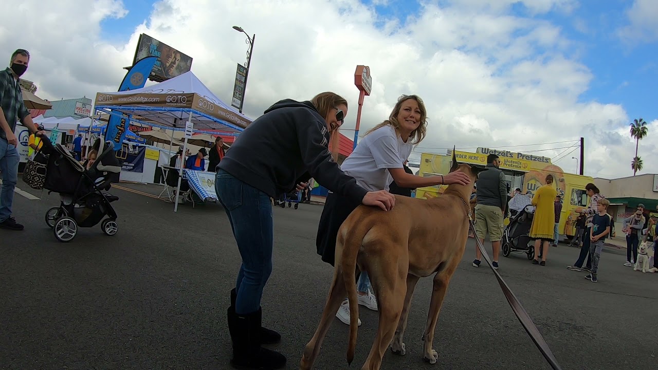 Cash 2.0 Great Dane at the town street fair (part 1)