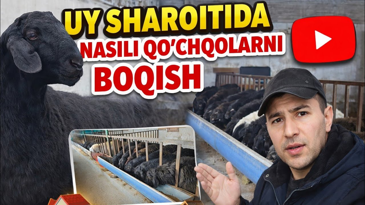 UY SHAROITIDA  QOCHQOR BOQISH SIRLARI ✅️✅️✅️✅️