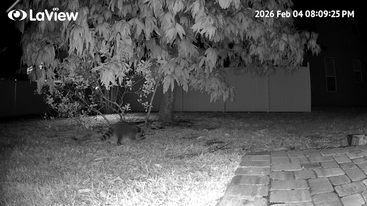 Two raccoons 🦝🦝 finding and eating food