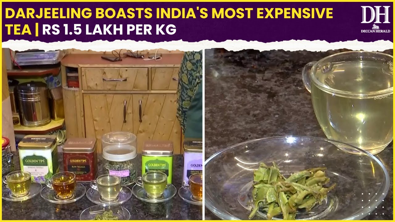 Darjeeling Tea Price: Darjeeling boasts India's most expensive tea at Rs 1 5 lakh per kg