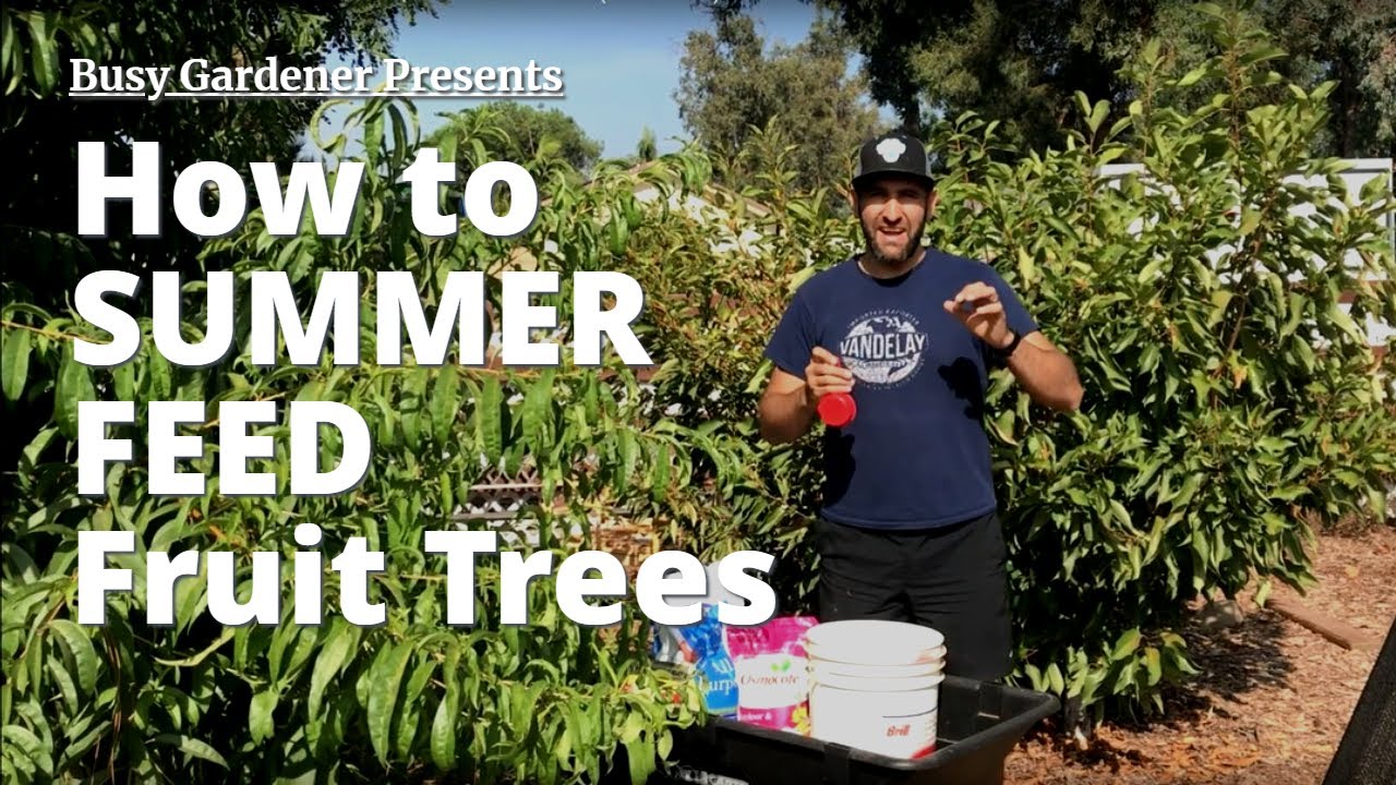 Your Fruit Trees are HUNGRY in Summer - FEED THEM! | Back Yard Orchard (4th season)