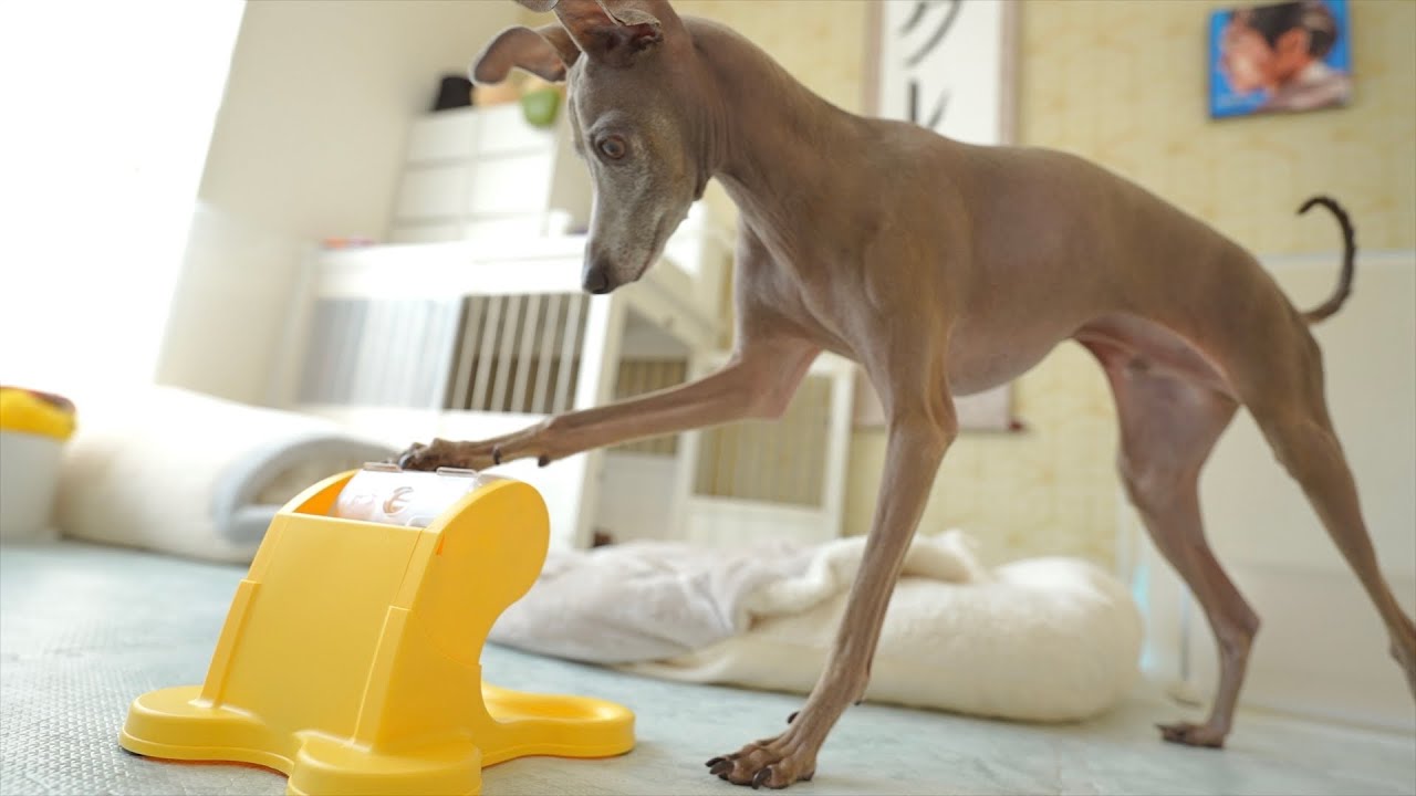 自販機型の知育玩具が上達する愛犬の姿に全米が泣くはずだったがwww
