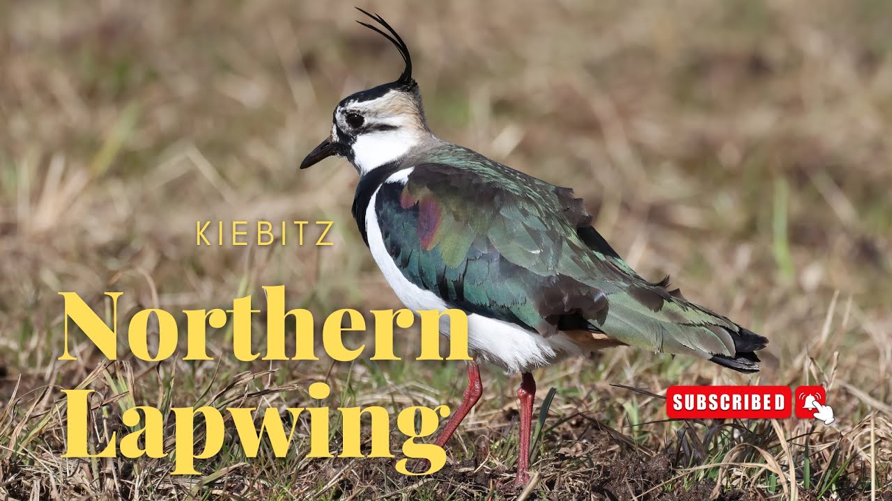 Northern Lapwing (Vanellus Vanellus) - Kiebitz
