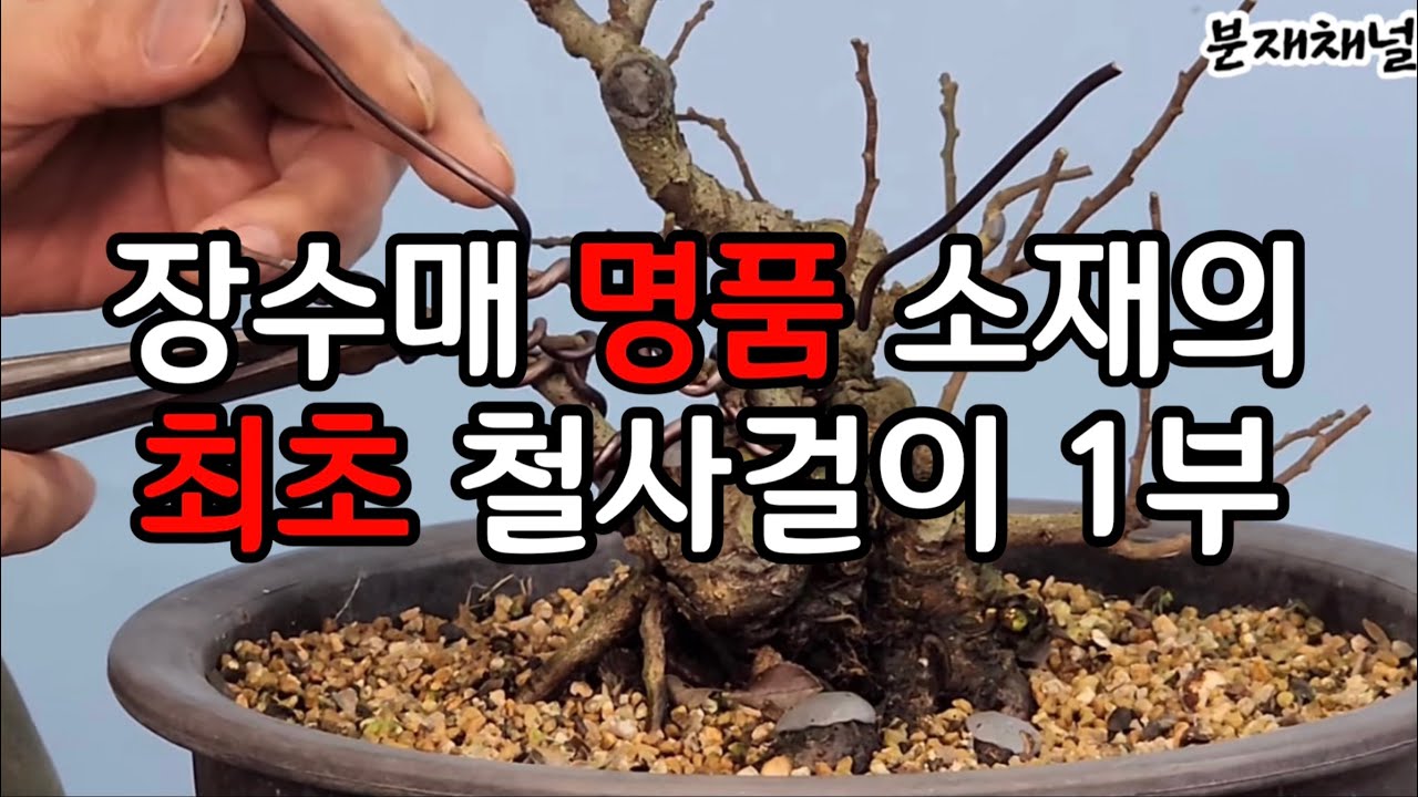 분재관리 363강 장수매 명품 소재의 최초 철사걸이 1부