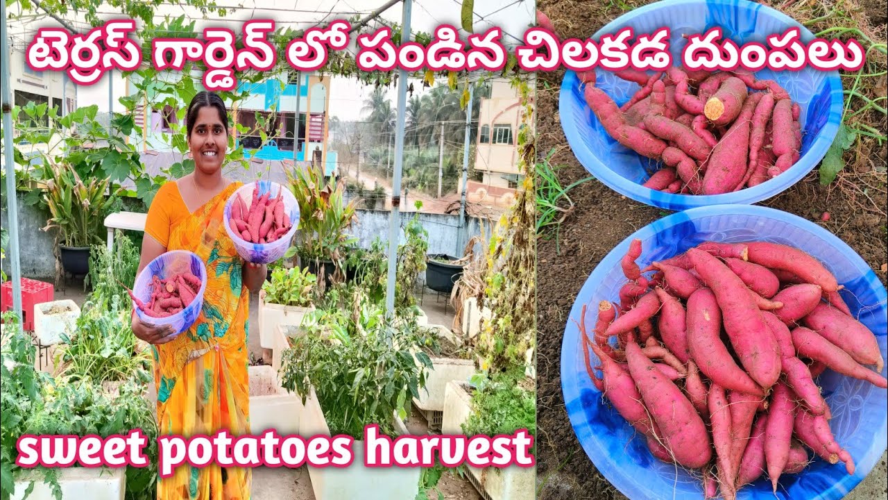 టెర్రస్ గార్డెన్ లో పండిన చిలకడ దుంపలు |Sweet Potatoes harvest @homemakerstrategy 
