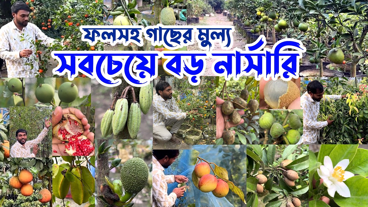 সবচেয়ে বড় নার্সারি- ছোট্ট ছোট্ট গাছে থোকা থোকা ফল ঝুলছে | শুধুমাত্র দেশী-বিদেশি ফলসহ গাছ দেখুন