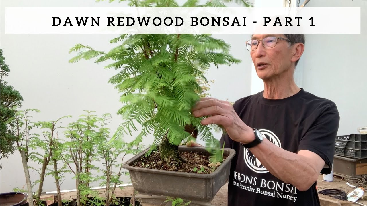 Creating a Dawn Redwood Bonsai - Part 1