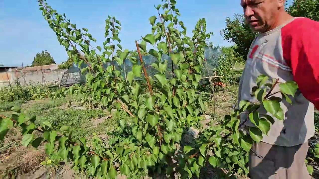 Zelena rezidba kajsije #RadeProtic@RezidbaVoca #pruning #fruitcutting #nature #garden #apricots#agro