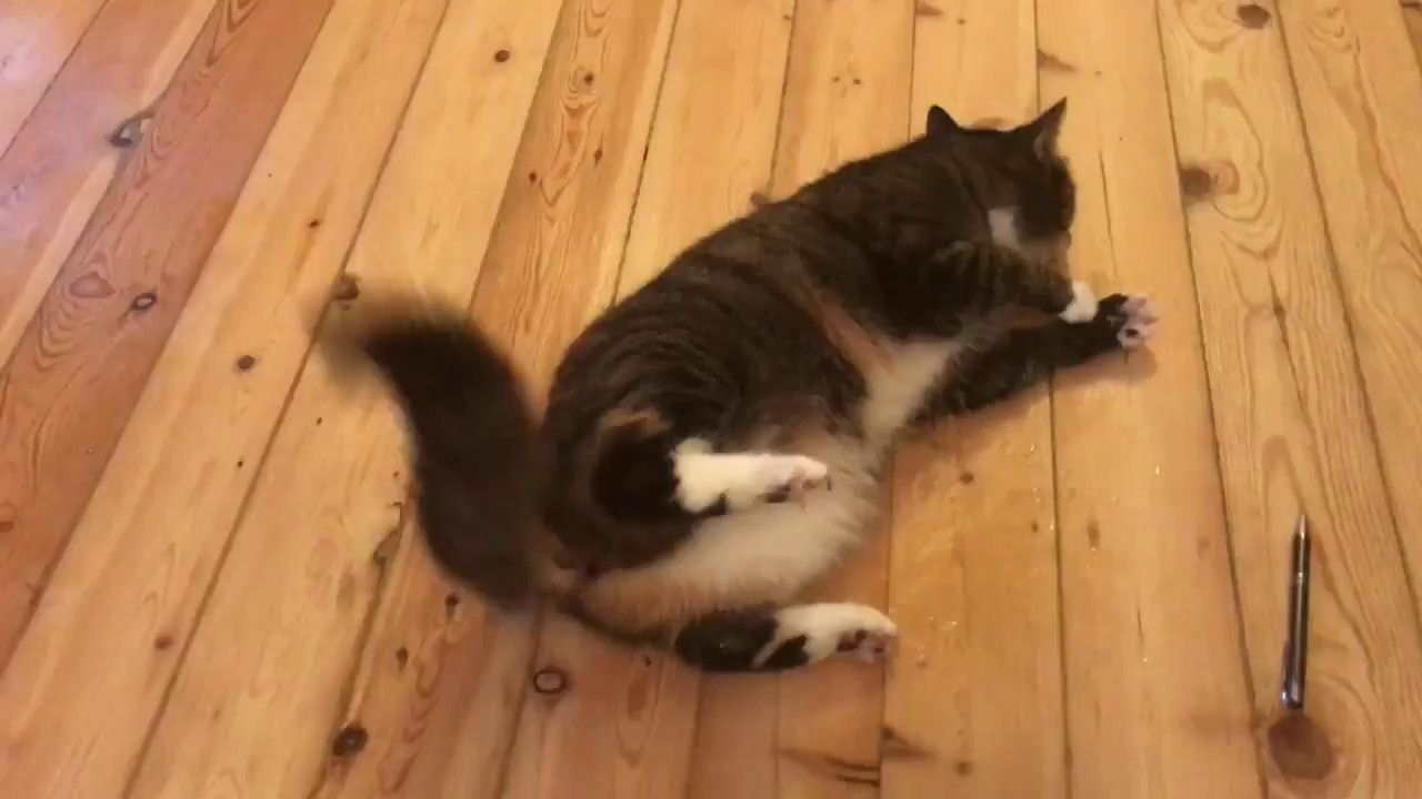 Katze krampft epileptischen Anfall - Cat cramps epileptic seizur