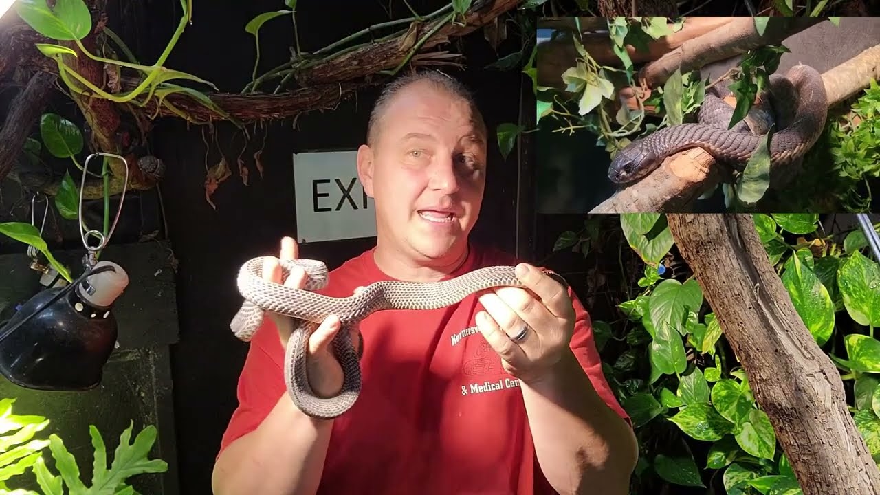 The BEAUTIFUL African File Snake
