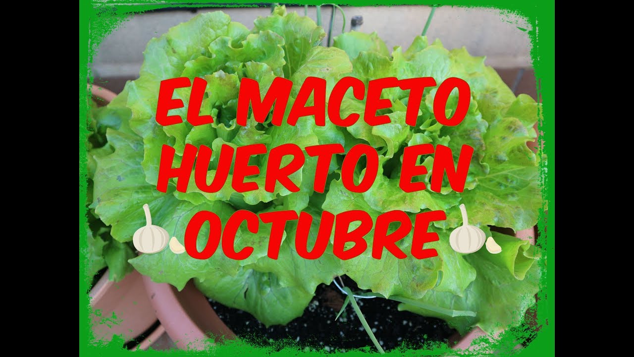 EL MACETOHUERTO EN OCTUBRE / LA TERRAZA HUERTO DE ESTEBAN