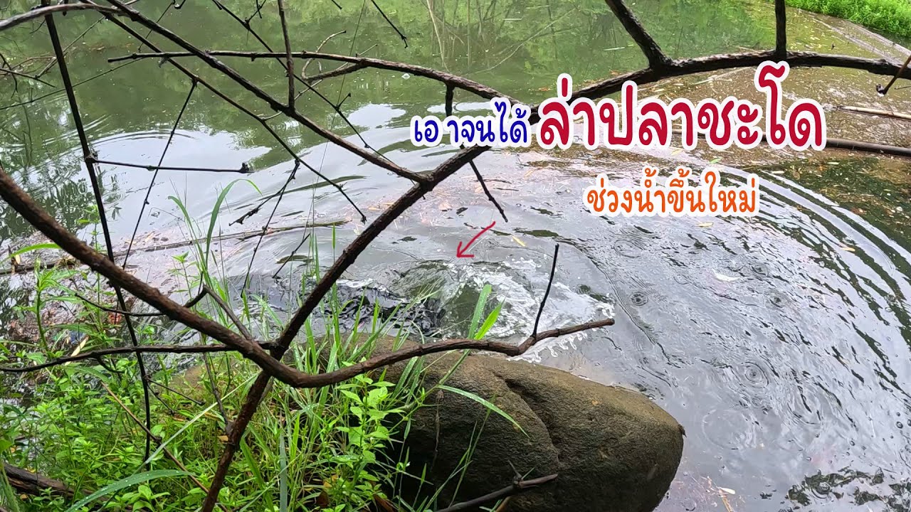 เอาจนได้ล่าชะโดเขื่อน หน้าฝนช่วงน้ำขึ้น