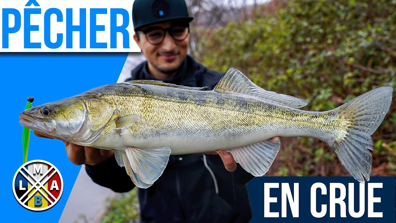 Pêcher ses premiers SANDRES facilement en CRUE ! (pêche au leurre)