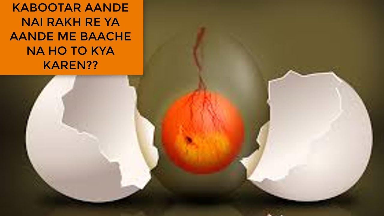 PIGEONS ARE NOT LAYING EGG'S OR LAYING INFERTILE EGG'S !!