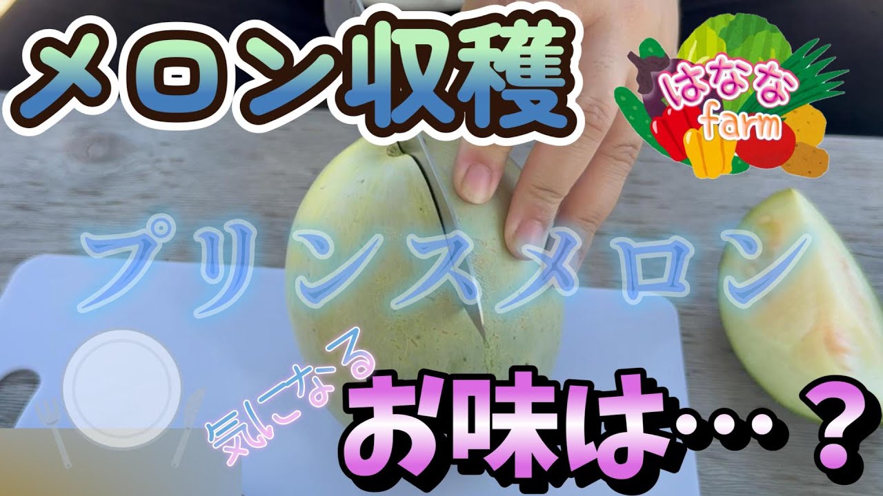 【プリンスメロン】メロン収穫＆試食会！食べられるメロンを初めて収穫できました。笑【ノーネットメロン】【露地栽培】【成功…？】