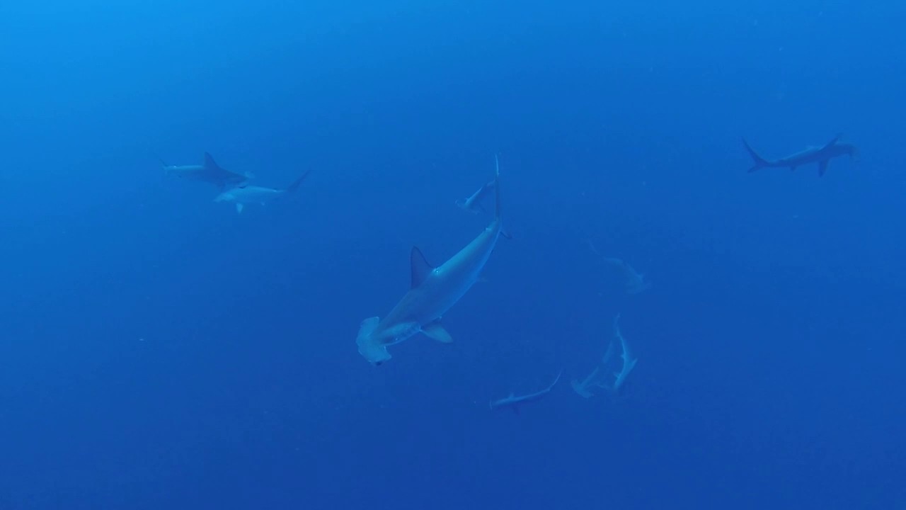 REQUINS MARTEAUX BROTHERS CHRISTOPHE ET SERGE