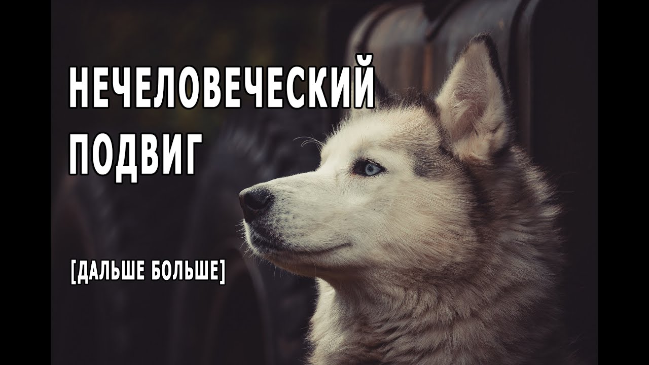 НЕВОЗМОЖНО СМОТРЕТЬ БЕЗ СЛЕЗ! ГЕРОИ ХАСКИ! [Дальше больше]