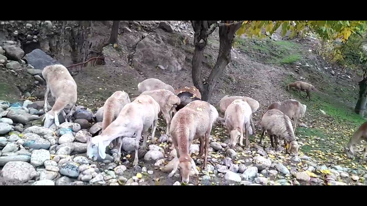 چوپان‌ چی‌ می‌کند!